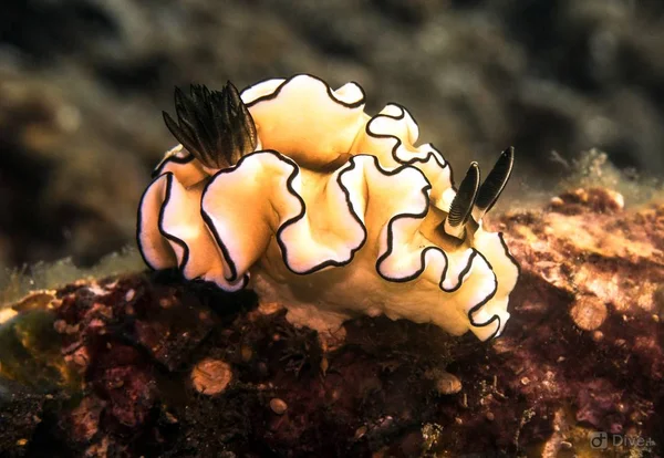 Nudibranche Sur Récif Corallien — Photo