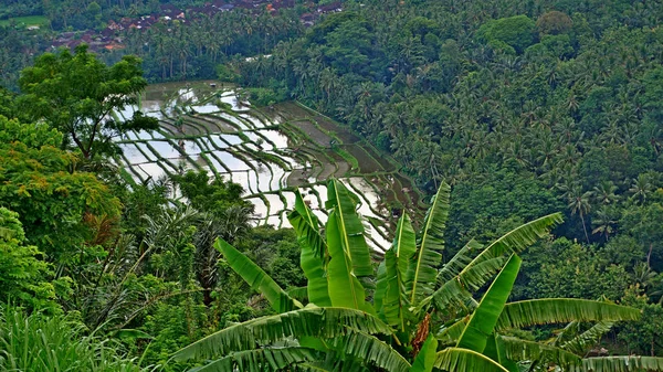 Rizs Teraszok Balin — Stock Fotó