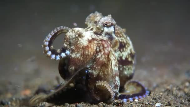 Een Octopus Eet Een Krab — Stockvideo