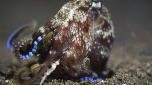 une pieuvre a attaqué un crabe 