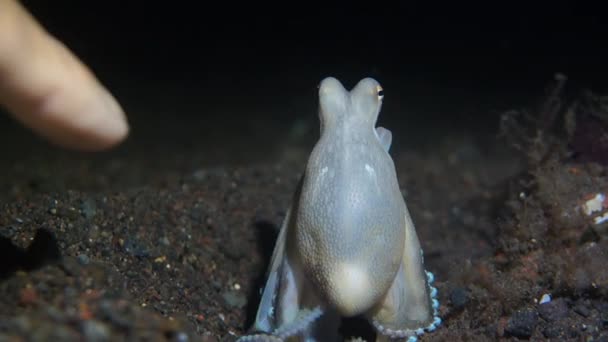 curieux poulpe de noix de coco sous l'eau 