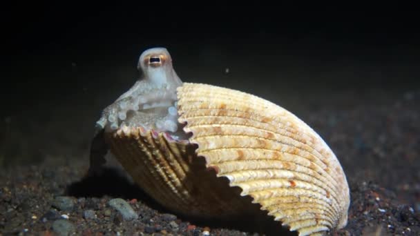 pieuvre attaquant une main humaine 