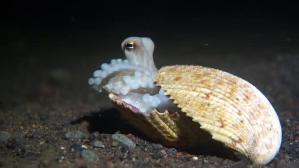 椰子章鱼以人道的方式攻击手 — 图库视频影像