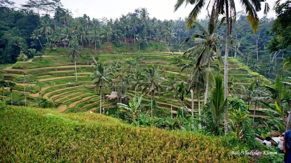 Rizsteraszok Balin Gyönyörű Kilátás — Stock Fotó