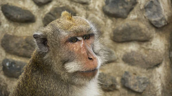 sad face monkey on Bali