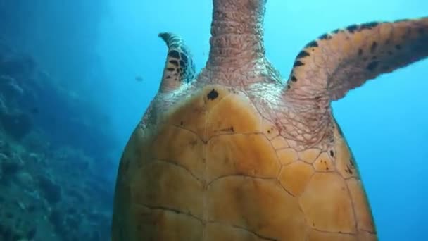Черепаха Водой Удивительное Видео Подводный Мир — стоковое видео