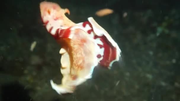 Spansk Dansare Detta Nudibranch Som Bor Tropiska Havet — Stockvideo