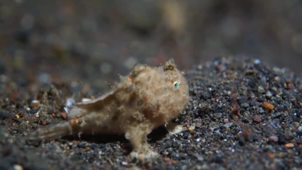 Small Frog Fish Sand Slope Macro Video Underwater World — ストック動画