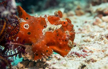 Kum yamacında kurbağa balığı. Su altı fotoğrafı.