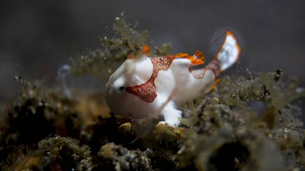 Froschfische Auf Korallenriffen Unterwasserfoto — Stockfoto