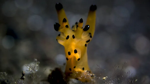 Nacktschnecke Der Nacht — Stockfoto