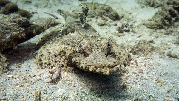 Krokodilfisk Sandsluttning — Stockfoto
