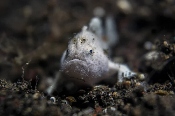 Kleine Froschfische Gesichtsfroschfische — Stockfoto