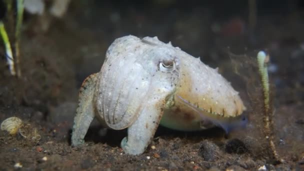 Cuttlefish Scares Diver Poses Camera — Stock Video