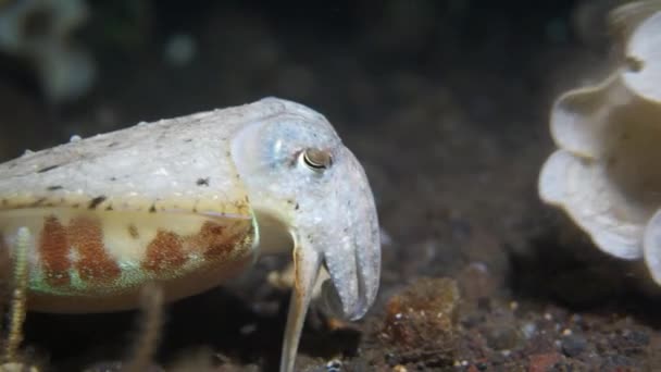 Small Cuttlefish Poses Camera Tries Hunt Crabs Video Night Dive — 비디오