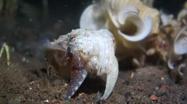 Küçük bir mürekkep balığı kamera için poz verir ve yengeç avlamaya çalışır. Bali 'de bir gece dalışı videosu.