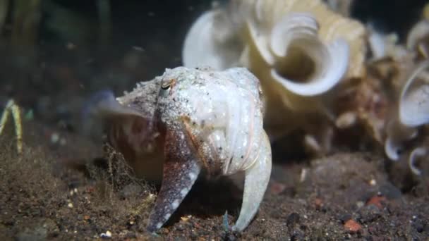 Une petite seiche pose pour une caméra, et tente de chasser les crabes. Vidéo d'une plongée de nuit à Bali 