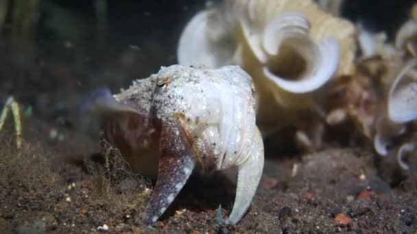 一只小乌贼对着摄像机摆姿势 试图猎捕螃蟹 巴厘岛夜间潜水的录像 — 图库视频影像