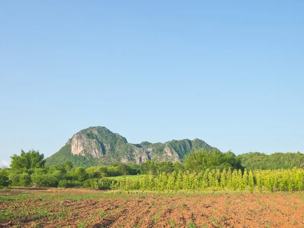 Agricultural field on hill side — Stock Photo, Image