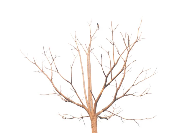 Árbol caducifolio solitario —  Fotos de Stock