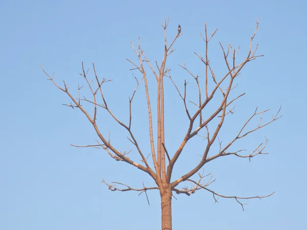 Lonely drzewo liściaste — Zdjęcie stockowe