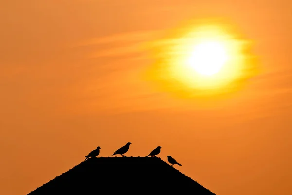 Ptaki i słońce zmierzch — Zdjęcie stockowe
