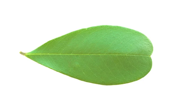 Hoja pequeña de Frangipani — Foto de Stock