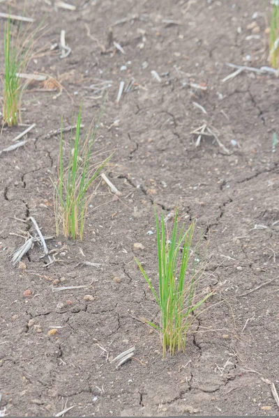 Campo de arroz de sequía —  Fotos de Stock