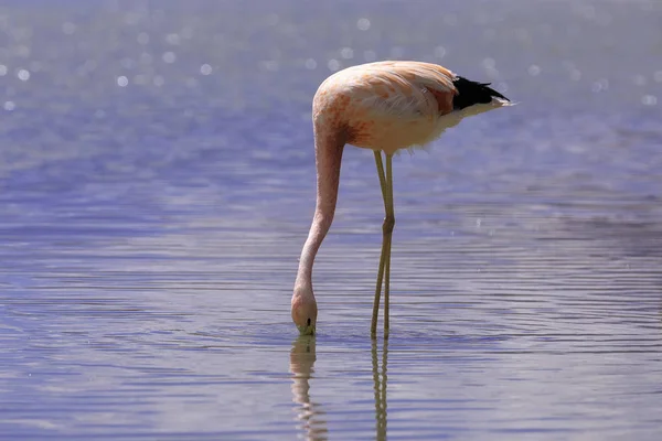 Andean Flamingo Eating Lagoon Hedionda Potosi Bolivia South America Close — Stock Photo, Image