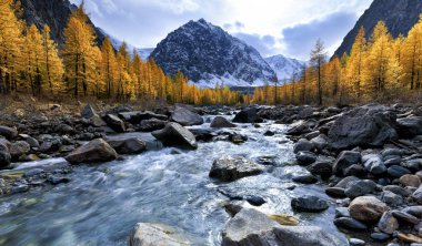 Akrtu nehri, sonbahar ormanı ve gün batımında Karatash tepesi. Rus Federasyonu. Batı Sibirya. Altai..