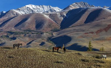  Sonbahar manzarası. Vahşi atlar vadide otluyor. Kurai bozkırı ve dağ sırası. Altai Dağları. Sibirya 'da. Rusya