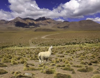 Yalnız Lama tepenin önünde duruyor. Bolivya Altiplano 'sunda sonbahar çöl manzarası. And Dağları, Güney Amerika