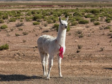 Yalnız Lama tepenin önünde duruyor. Bolivya Altiplano 'sunda sonbahar çöl manzarası. And Dağları, Güney Amerika
