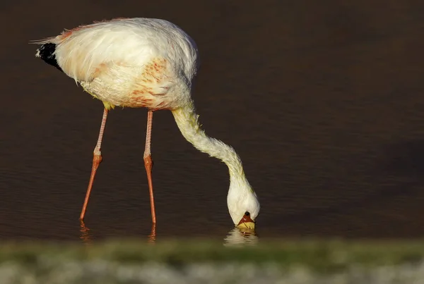 James Flamingo Phoenicoparrus Jamesi Está Comendo Laguna Colorada Lagoa Vermelha — Fotografia de Stock