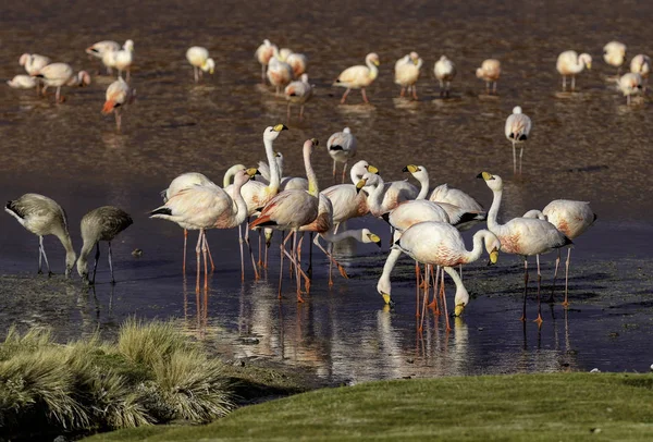 The flock of James Flamingo and their young birds in Laguna Colorada, - true wildlife. Altiplano. Bolivia. South America. The Main focus on birds which stay on the right side