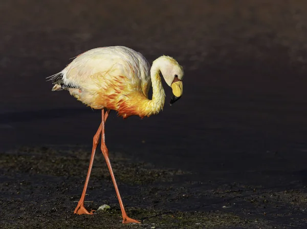 Ensam Flamingo Går Skymningen Laguna Colorada Ett Populärt Stopp Roadtrip — Stockfoto
