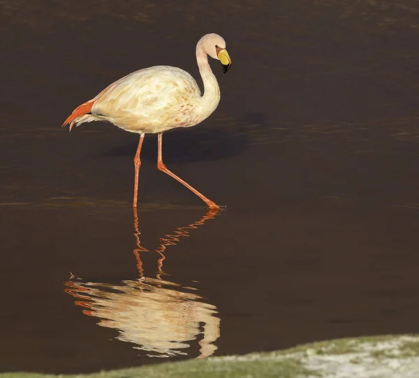 Ensam Flamingo Och Hans Spegelbild Laguna Colorada Potosi Altiplano Bolivia — Stockfoto