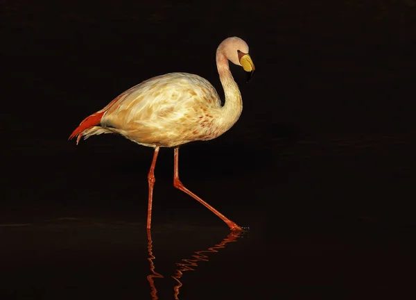 Ensam Flamingo Går Skymningen Laguna Colorada Ett Populärt Stopp Roadtrip — Stockfoto