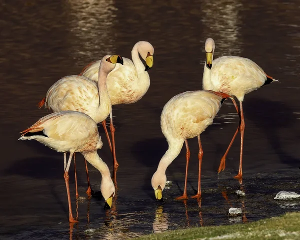 Liten Grupp James Flamingo Äter Och Vilar Laguna Colorada Altiplano — Stockfoto