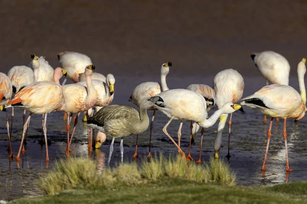 The flock of James Flamingo and their young birds in Laguna Colorada, - true wildlife. Altiplano. Bolivia. South America. The Main focus on birds which stay on the right side.