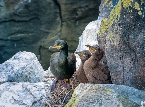 Adult cormorant with two chicks seating in the nestle. Isle of May. Scotland. Great Britain — Stock Photo, Image