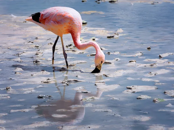 Rosa Andinska Flamingos Laguna Hedionda Potosi Bolivia Sydamerika — Stockfoto