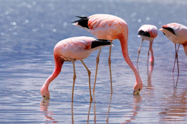 Różowe Flamingi Andyjskie Słonym Jeziorze Chaxa Pobliżu San Pedro Atacama — Zdjęcie stockowe