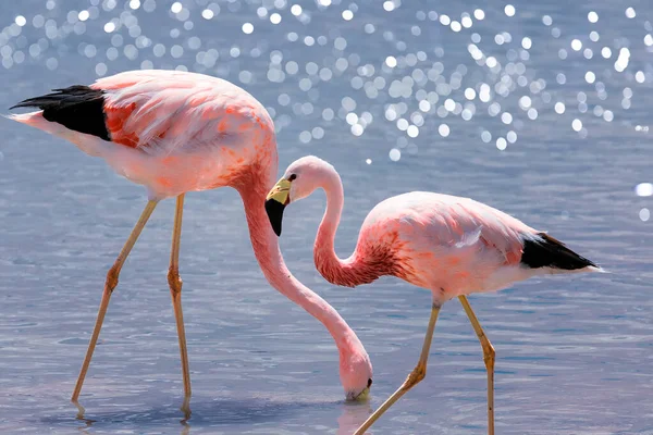 Różowe Flamingi Andyjskie Słonym Jeziorze Chaxa Pobliżu San Pedro Atacama — Zdjęcie stockowe