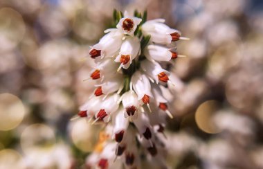 İlkbaharda kış fundalığı (Erica carnea) çiçekleri. İskoçya Dağları. Makro fotoğraf