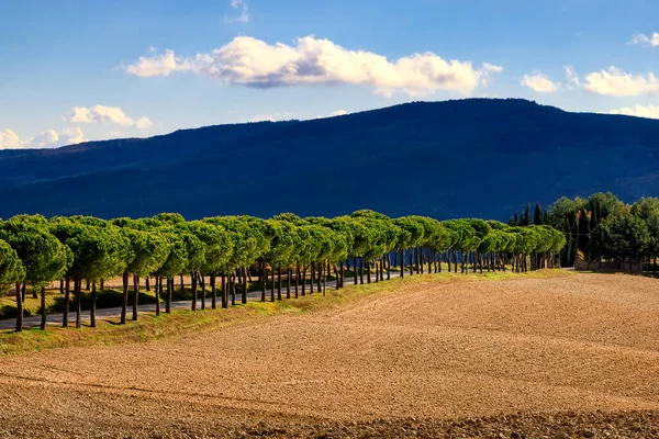 Vista Beco Pinheiros Campo Agrícola Toscana Itália — Fotografia de Stock