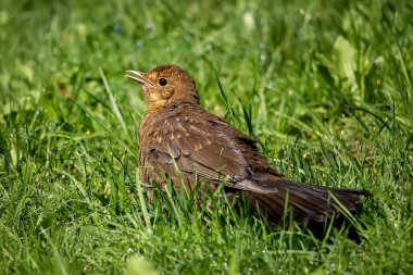 Kuş (Karatavuk dişi) çimlere çıkıyor. Güzel kuş resimleri. Yakın plan..