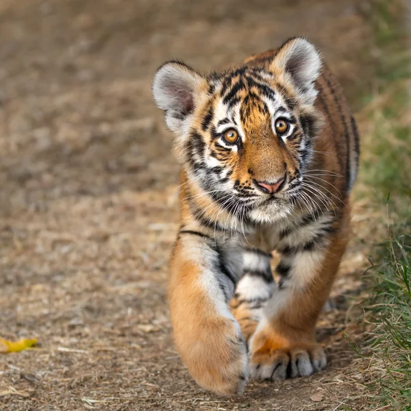 Tiger cub portrét. Tygr hrát kolem (Panthera tigris) — Stock fotografie