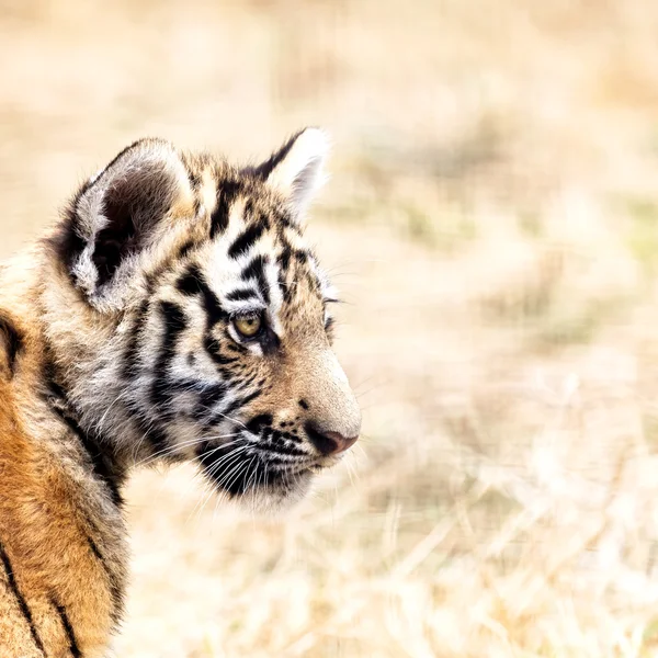 Детский портрет красивого тигра . — стоковое фото