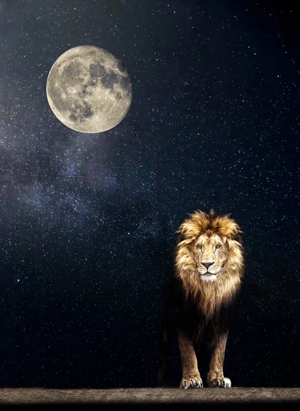 Lion in starry night — Stock Photo, Image